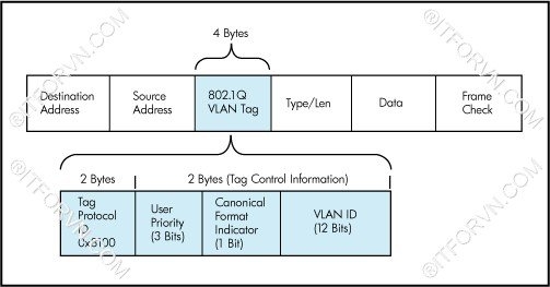 B6 Kỹ thuật trunking 802.1Q - Tự Học CCNA Bài 6: VLAN, Trunking, VTP